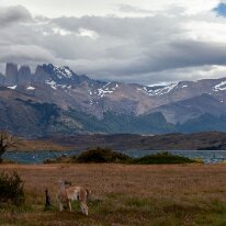 IMG_5253 14/01/2019 - Ce guanaco n'imagine pas la chance qu'il a par rapport à ses collègues végétant dans des zoos à travers le monde. Guanacos rule here, we have never...